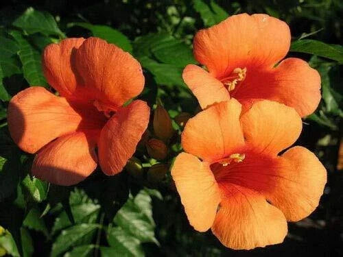 Hummingbird Trumpet Creeper Vine Seeds - Campsis radicans - 25 Seeds for Garden Climbing, Vibrant Orange Flowers