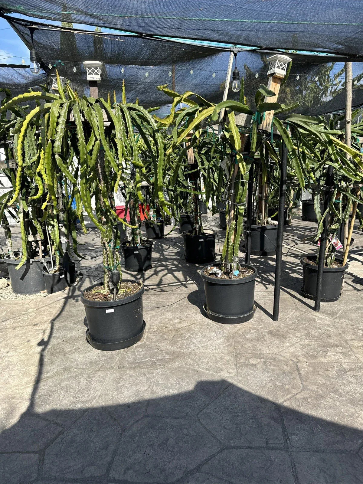 Organic Dragon Fruit Cuttings - 12 Pack, 5 Inches, Hylocereus Undatus, Exotic Fruit Plant Propagation, Cactus Climbing Plant