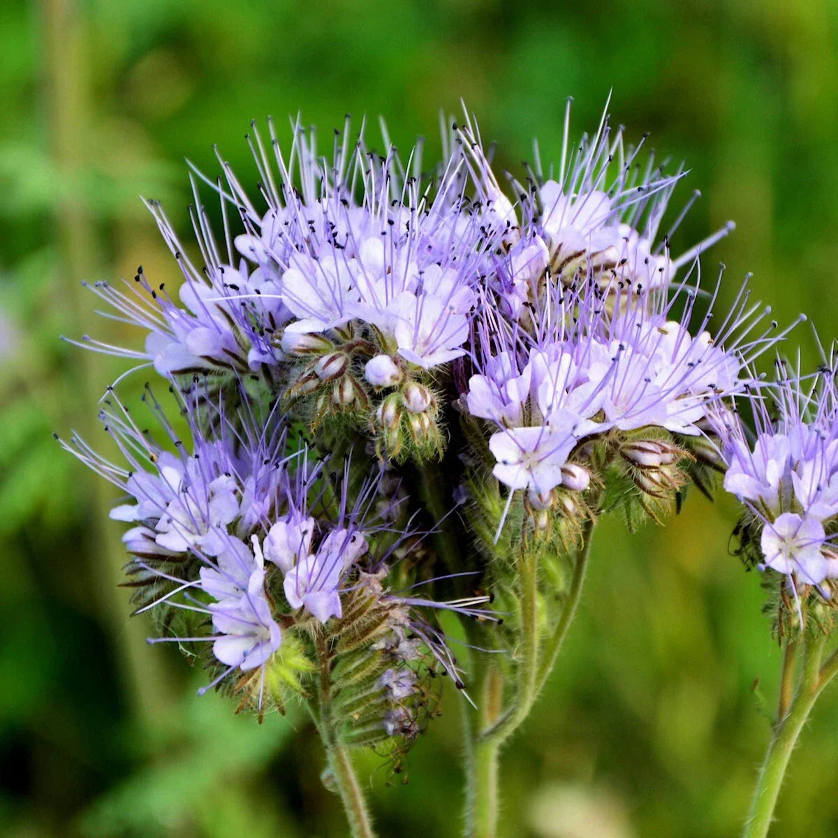 Lacy Phacelia Wildflower Seeds 1 Lb - Phacelia tanacetifolia - Everwilde Farms