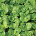 Golden Purslane Seeds - Edible Herb Seeds for Gardening - Portulaca oleracea var. cristata - 750+ Fresh Seeds