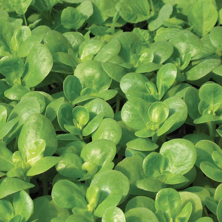 Golden Purslane Seeds - Edible Herb Seeds for Gardening - Portulaca oleracea var. cristata - 750+ Fresh Seeds