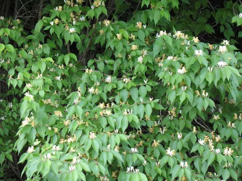 Honeysuckle Bush Live Plant – Well-Rooted Lonicera japonica, Deciduous Shrub with Fragrant Yellow & White Flowers