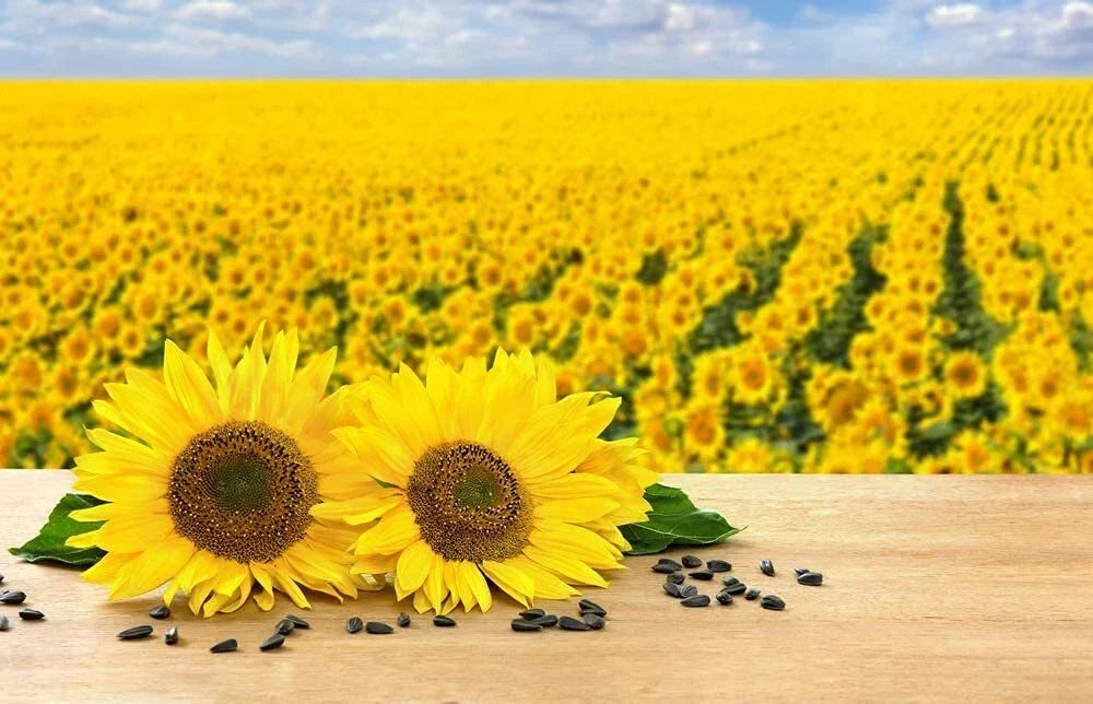 Black Oil Sunflower Seeds for Planting - 100+ Seeds, Helianthus annuus, Attract Birds, Full Sun, Made in USA
