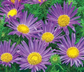 Tahoka Daisy Seeds - Prairie Aster Blue - 150 Seeds - Machaeranthera tanacetifolia - Wildflower Garden Plant