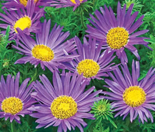 Tahoka Daisy Seeds - Prairie Aster Blue - 150 Seeds - Machaeranthera tanacetifolia - Wildflower Garden Plant