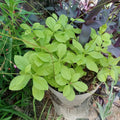 Talinum paniculatum Jewels of Opar Live Plants – Green Succulent Ground Cover – Drought-Tolerant Perennials, 3 Well-Rooted Plants