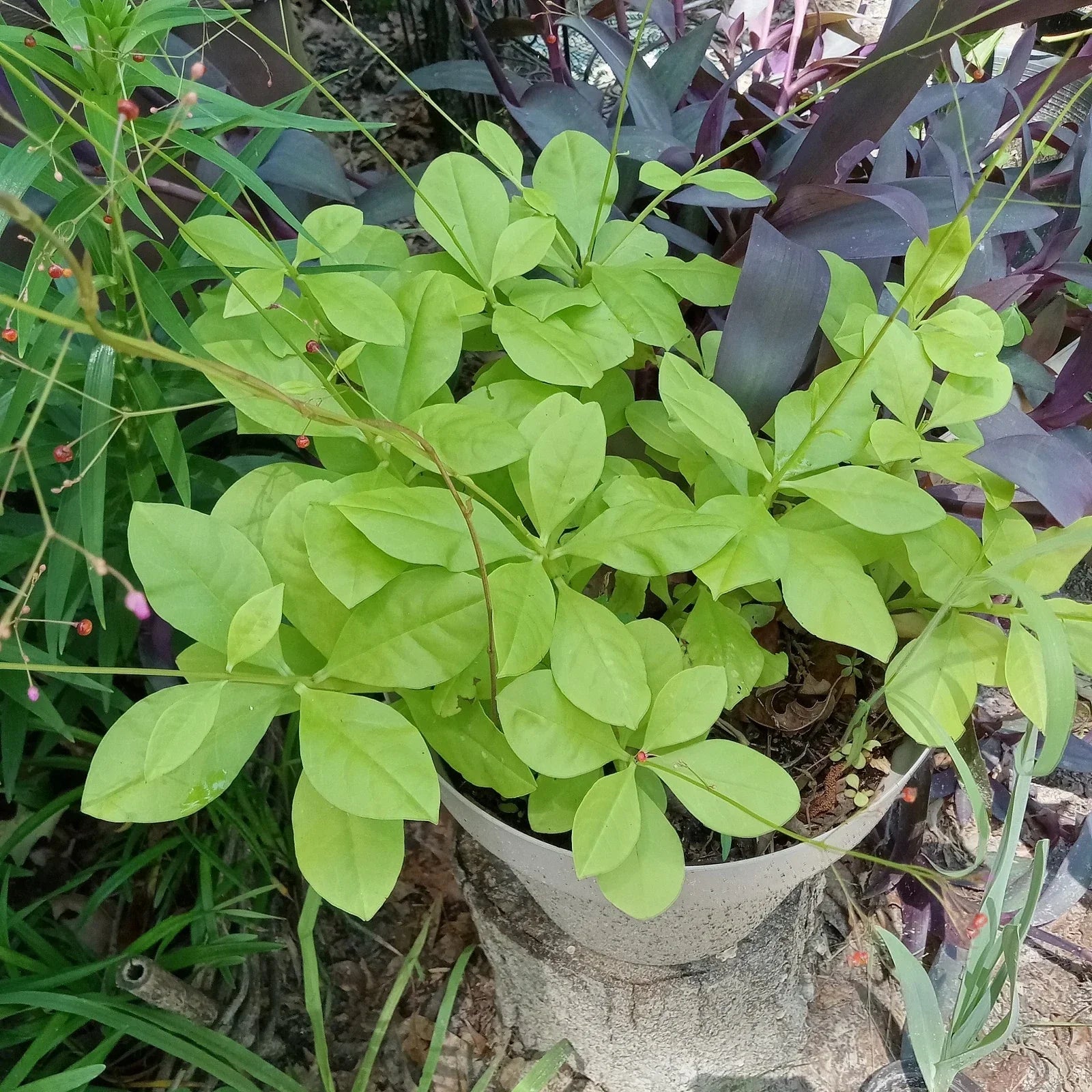 Talinum paniculatum Jewels of Opar Live Plants – Green Succulent Ground Cover – Drought-Tolerant Perennials, 3 Well-Rooted Plants