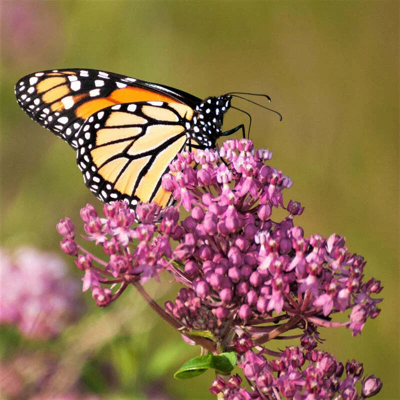 Butterfly Milkweed Plant - 4-Inch Potted Asclepias 'Soulmate' - Hardy Perennial for Sun & Partial Shade