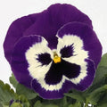 Pansy Seeds 50 Count Purple Mariner Viola tricolor Annual Flower Seeds for Garden, Containers, Borders