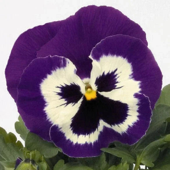 Pansy Seeds 50 Count Purple Mariner Viola tricolor Annual Flower Seeds for Garden, Containers, Borders