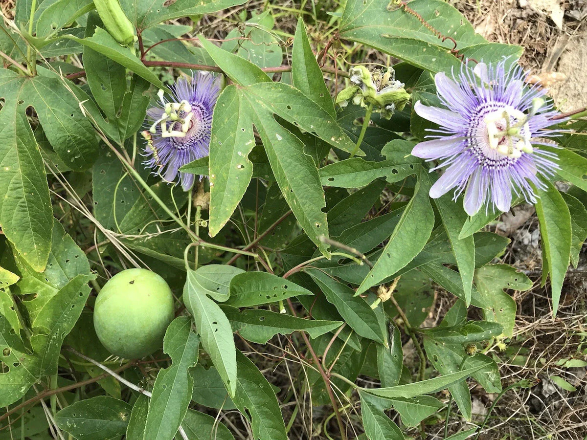 Passion Flower Vine Bare Root Plant - Purple Lavender Passiflora Incarnata with Edible Fruit