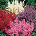 Astilbe Seeds 50 Pack - White Pink Red Perennial Garden Flower - Astilbe spp. for Shade Gardens, Borders & Containers
