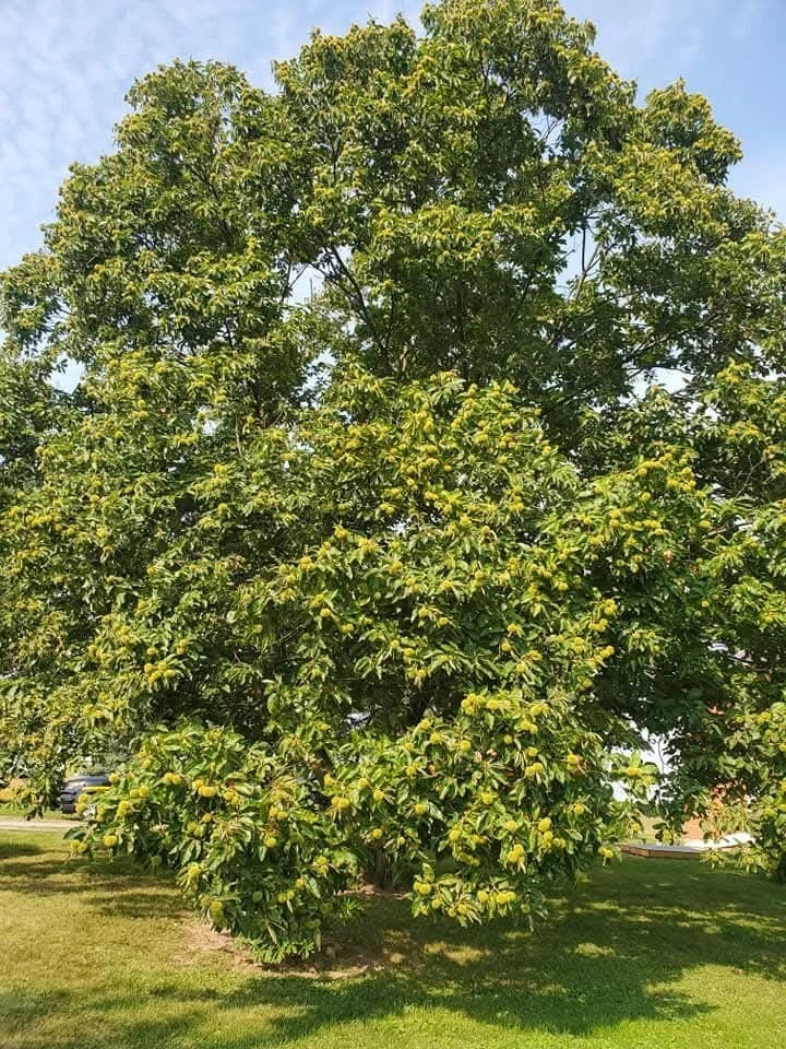 Chinese Chestnut Tree Seedling - 2 Year Old Sapling - Castanea mollissima