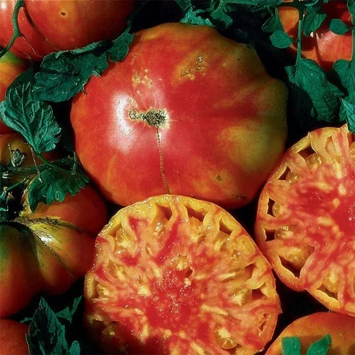 Hillbilly Tomato Seeds - Heirloom Organic Non-GMO, Rare Solanum lycopersicum, 30+ Premium Seeds for Gardeners
