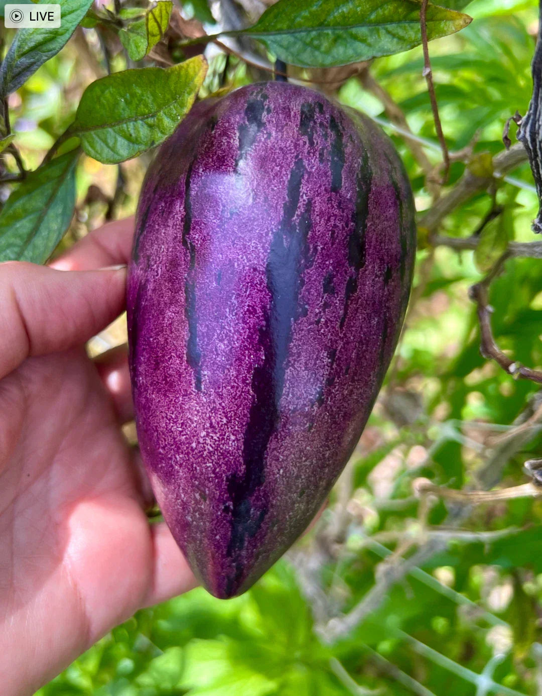 Fresh Deep Purple Pepino Melon Cuttings - 6 Solanum muricatum Plantings for Container & Garden