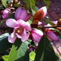 Michelia doltsopa Fairy Blush Magnolia Tree - Pink Fragrant Blooms - Well-Rooted in 3-Gallon Pot