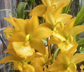 Orchid Plant Bare Root Bulb Cymbidium spp. Indoor Outdoor Flowering Gift