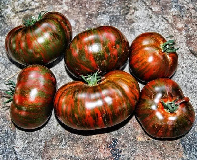 Chocolate Stripe Tomato Seeds - Heirloom Organic Non-GMO, 30+ Seeds, Solanum lycopersicum, Striped Tomatoes for Salad & Cooking