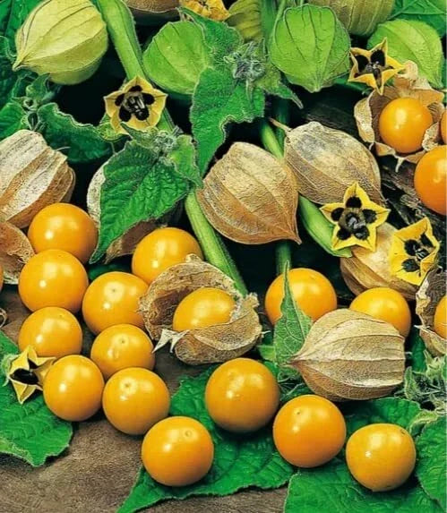 Pineapple Tomatillo Seeds, Heirloom Annual, Easy to Grow, Unique Flavor, Physalis ixocarpa, 50 Seeds