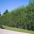 Hybrid Willow Cutting 5 Foot Tall Salix × sepulcralis Live Plant for Landscaping and Privacy Screen