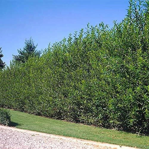 Hybrid Willow Cutting 5 Foot Tall Salix × sepulcralis Live Plant for Landscaping and Privacy Screen