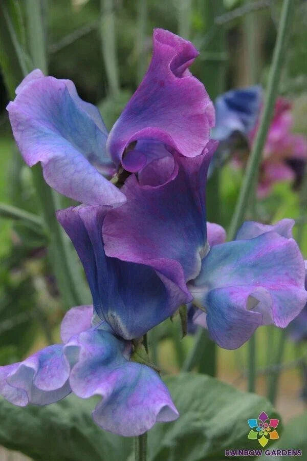Blue Shift Sweet Pea Seeds - 50+ Pack, Climbing Vine, Lathyrus odoratus, Fragrant Blue & Purple Blooms, Garden Planting, USA Grown