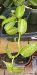 Vanilla Spice Variegated Orchid Live Plant – Rooted Cutting, Vanilla planifolia, Fragrant, Indoor & Outdoor