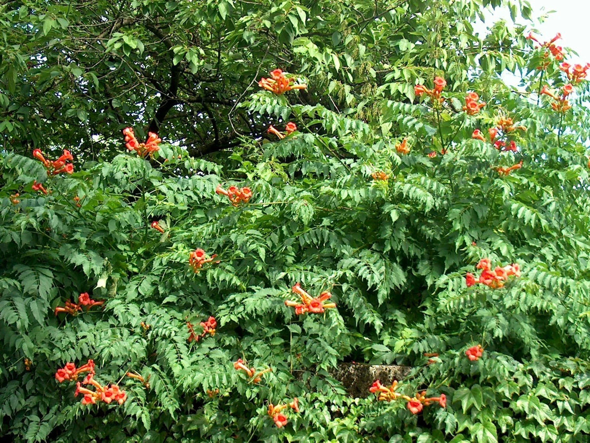 Orange Trumpet Vine Seeds - 100+ Count, Hummingbird Attracting, Campsis radicans, Climbing Vine, Fast-Growing Garden Seeds
