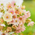Apricot Lemonade Cosmos Seeds - 200+ Pack, Cosmos bipinnatus, Vibrant Apricot & Lemon Flowers, Garden Planting, USA Grown