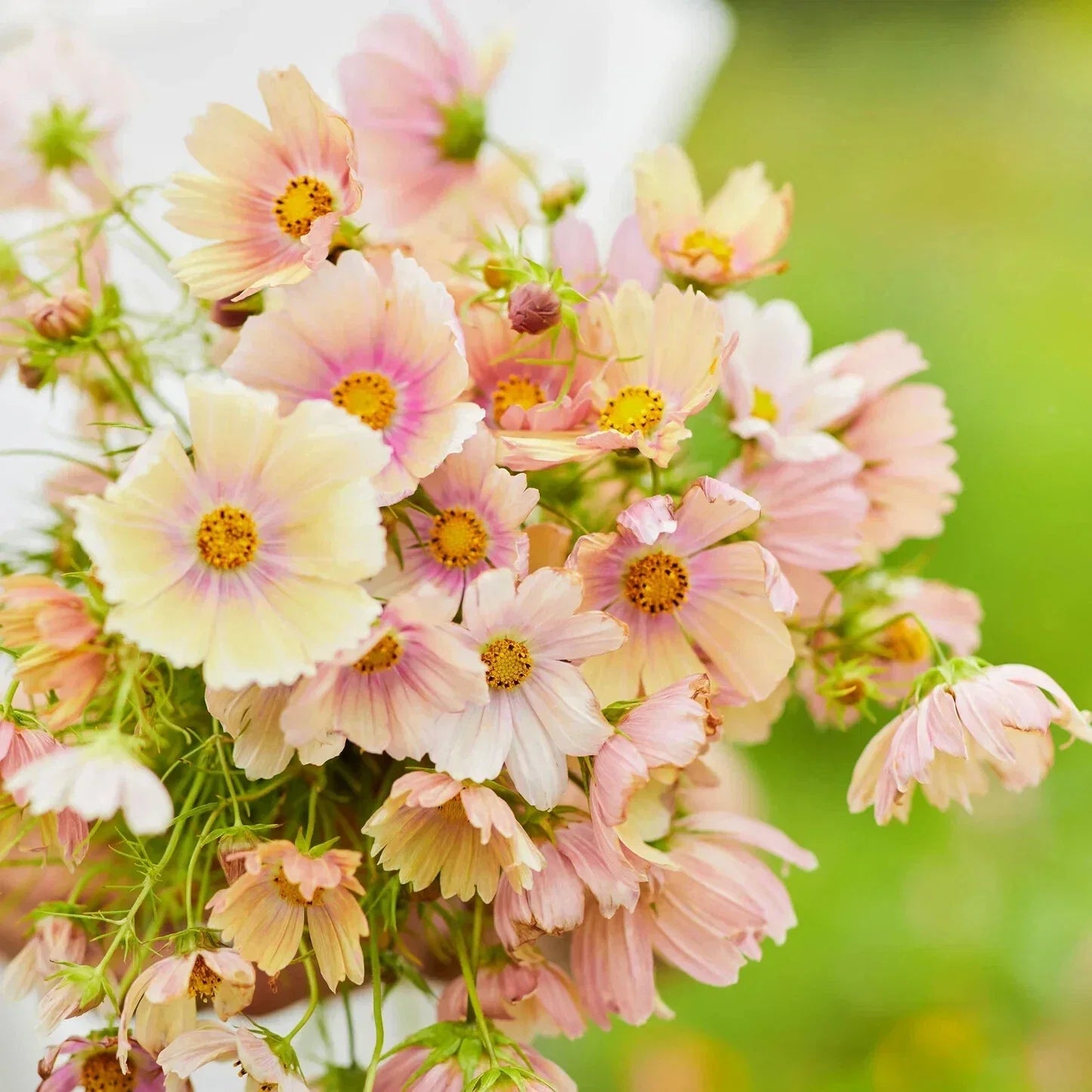 Apricot Lemonade Cosmos Seeds - 200+ Pack, Cosmos bipinnatus, Vibrant Apricot & Lemon Flowers, Garden Planting, USA Grown