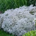 Baby's Breath Seeds - 150+ Non-GMO Heirloom Gypsophila paniculata Seed Packet for Borders, Cut Flowers & Pollinator Gardens