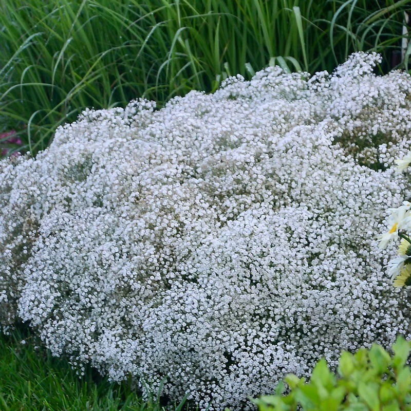 Baby's Breath Seeds - 150+ Non-GMO Heirloom Gypsophila paniculata Seed Packet for Borders, Cut Flowers & Pollinator Gardens