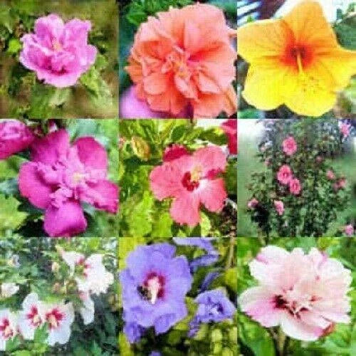 Mixed Colors Rose of Sharon Hibiscus Syriacus Flower Tree Bush Seeds - 50 Pack, Ornamental Shrubs for Gardens