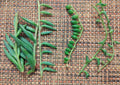 Hanging Succulent Cuttings - String of Dolphins, Pearls & Bananas - Senecio deltoides, Senecio rowleyanus, Senecio radicans