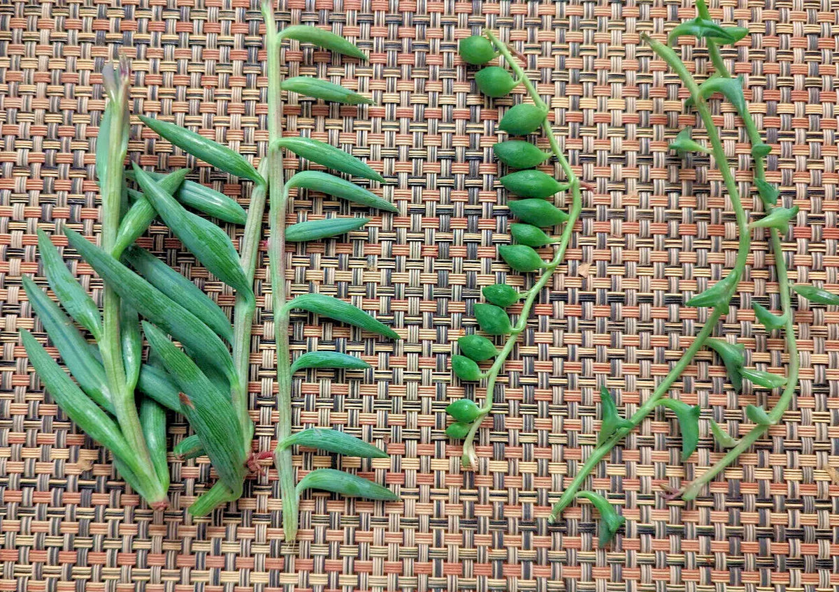 Hanging Succulent Cuttings - String of Dolphins, Pearls & Bananas - Senecio deltoides, Senecio rowleyanus, Senecio radicans