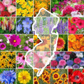 Wildflower Seed Mix - New Jersey State Flower - Perennials & Annuals - Non-GMO - 1000 Seeds for Pollinator Gardens