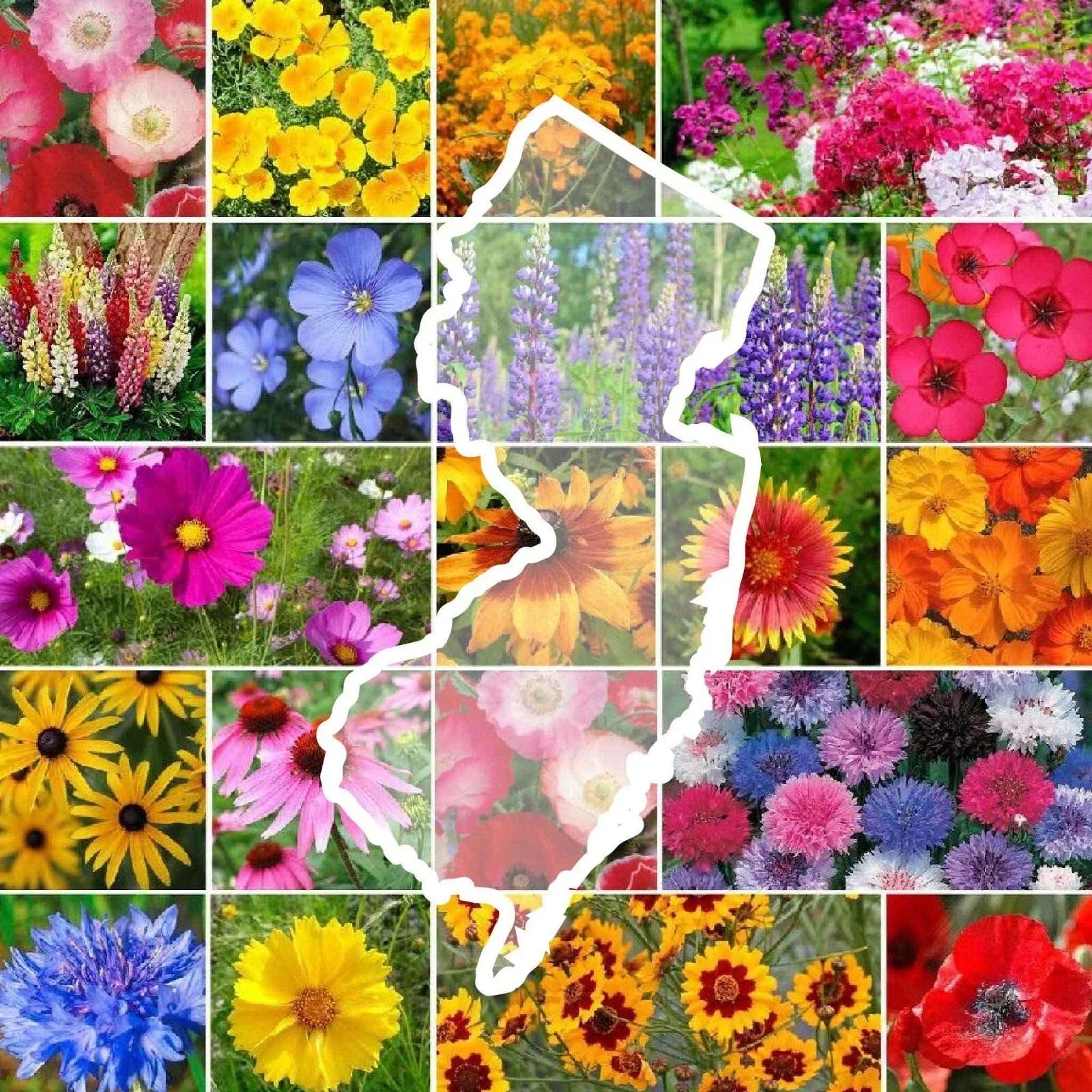 Wildflower Seed Mix - New Jersey State Flower - Perennials & Annuals - Non-GMO - 1000 Seeds for Pollinator Gardens