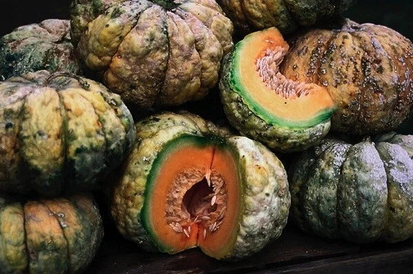 Prescott Fond Blanc Melon Seeds - Heirloom Cucumis melo, Fragrant, Juicy, Vining, 20-200 Pack for Home Garden