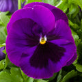 Pansy Seeds - 50 Majestic Giant II Purple Blotch Viola x wittrockiana Flower Seeds for Garden, Containers, Pollinator Attracting