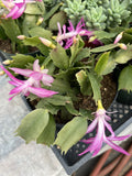 Flowering Christmas Cactus in 6-Inch Pot | Schlumbergera truncata Succulent Plant for Holiday Decor