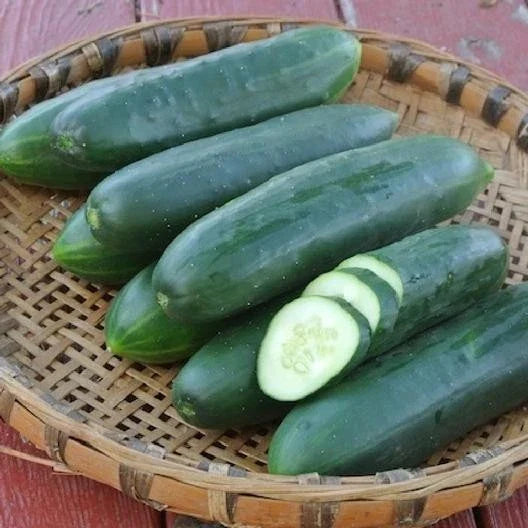 Cucumber Seeds – 30 Fresh Slicing Cucumis sativus Vegetable Seeds for Home Garden, Organic, Non-GMO, Easy Germination