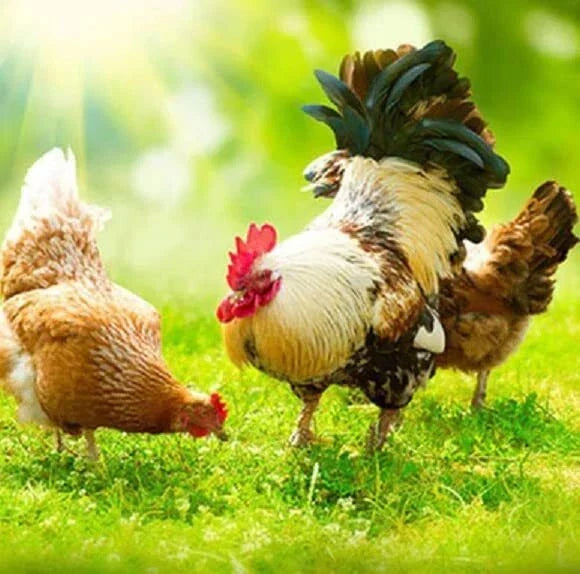 Chicken Forage Seed Mix 2 lb with Annual Ryegrass & Perennial Ryegrass for Natural Poultry Grazing, Secale cereale & Lolium perenne