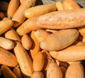Pink Banana Jumbo Squash Seeds - 15 Non-GMO Cucurbita maxima Winter Vegetable Seeds, USA Grown, Vining, Full Sun