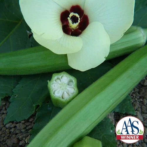 Okra Seeds - Heirloom Clemson Spineless Non-GMO Vegetable Plant Pack of 60 - Abelmoschus esculentus