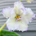 African Violet Leaf Cutting - Ma's Ching Dynasty - Saintpaulia ionantha - Indoor Plant Propagation