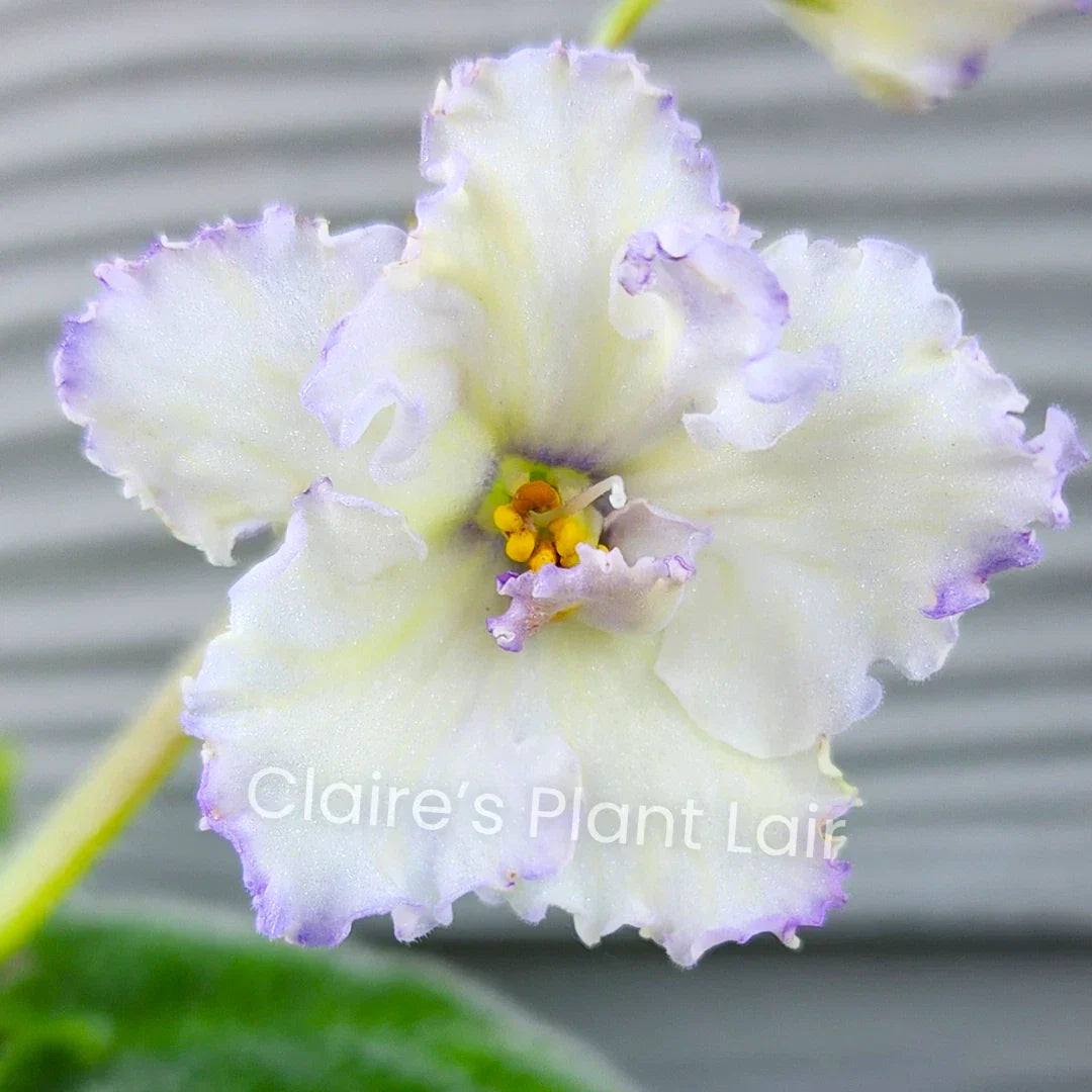 African Violet Leaf Cutting - Ma's Ching Dynasty - Saintpaulia ionantha - Indoor Plant Propagation