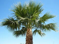 Mexican Fan Palm Tree Saplings 14-18 Inches Washington Robusta Chamaerops humilis Live Plants