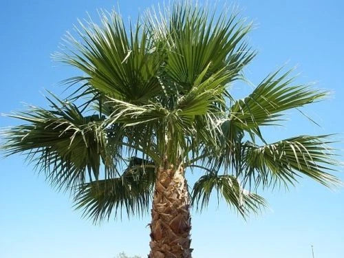 Mexican Fan Palm Tree Saplings 14-18 Inches Washington Robusta Chamaerops humilis Live Plants