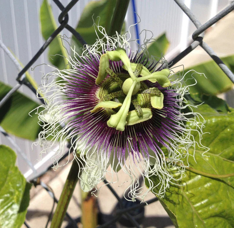 Purple Passion Fruit Plant - Passiflora Edulis 'Frederick' Organic Starter