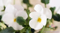 Admire Cream Pansy Seeds - 200+ Pack Viola tricolor Garden Flowers for Borders, Containers, Full Sun to Partial Shade